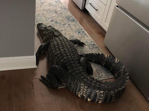 'Only In Florida': Woman Finds 8-Foot Alligator In Her House