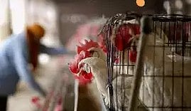 Bird Flu In Jharkhand: Outbreak Reported At Ranchi's State-Run Poultry Farm; 2,196 Birds Culled