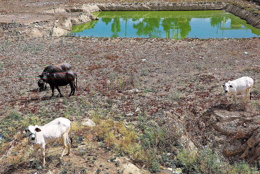 Photo: Suresh K. Pandey : Water Woes: The pond in the Danta village in Sikar, which used to be a source of drinking water, has now dried up