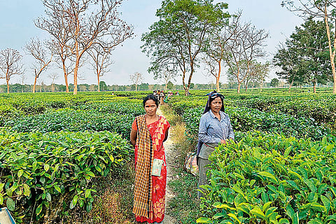 Eyeing Welfare: Women workers at the Mathura tea estate in Alipurduar 