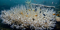 Reuters  : India to Set Up ₹120-Cr National Coral Reef Institute in Andamans