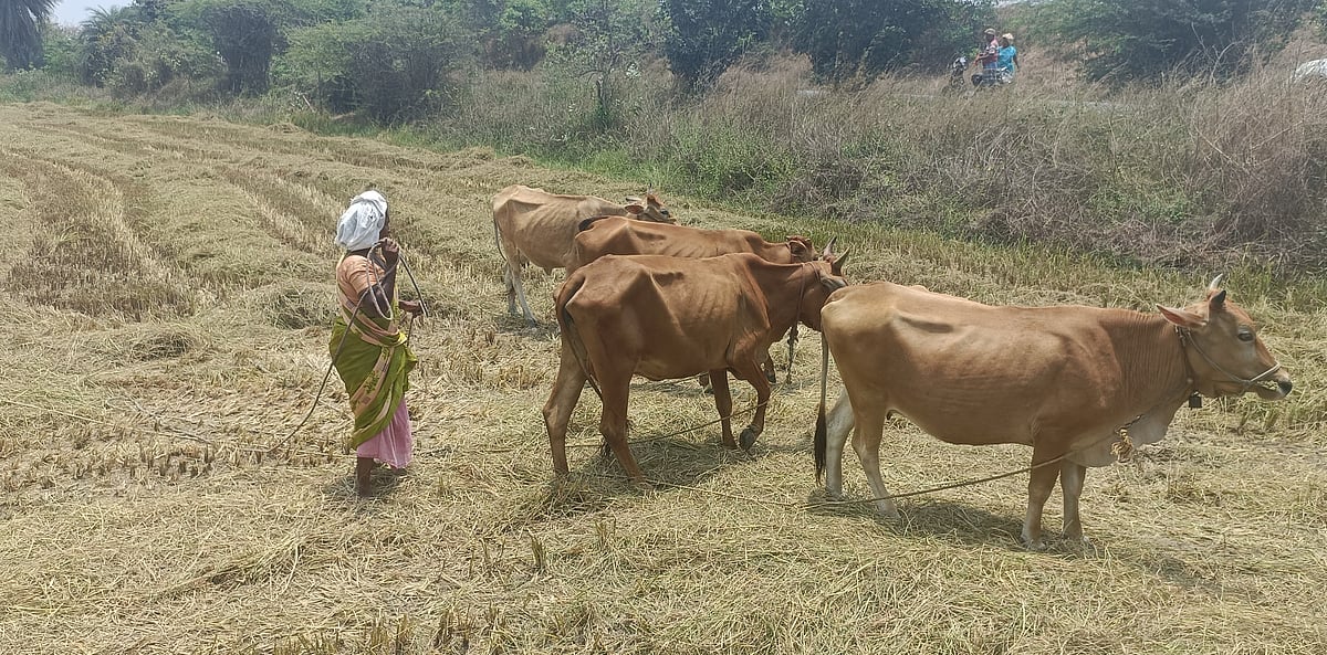 Shahina KK : A farmer farming in Egnapuram village
