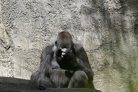 A gorilla sits in an enclosure as the sun returns at the Fort Worth Zoo after a total solar eclipse Monday, April 8, 2024, in Fort Worth, Texas.