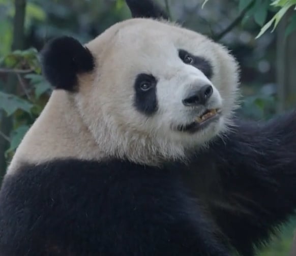 AP : Yun Chuan and Xin Bao, to travel from China to San Diego zoo