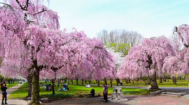 Sakura Weekend: Everything You Need to Know About Philadelphia's Cherry Blossom Festival