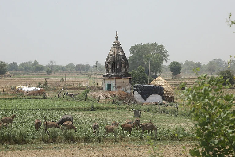 stray cattle on farms (representative image) - Getty Images