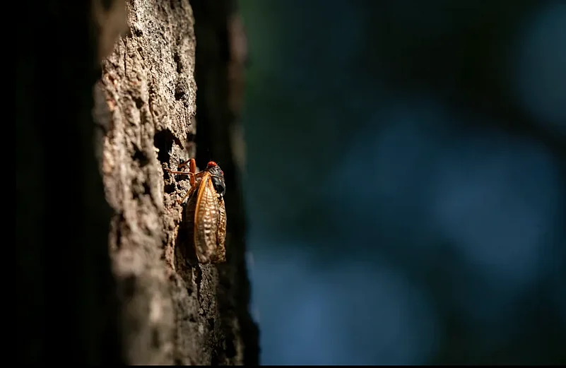 Cicadas 2024 Map: Everything About The Rare Double Emergence Of Broods ...