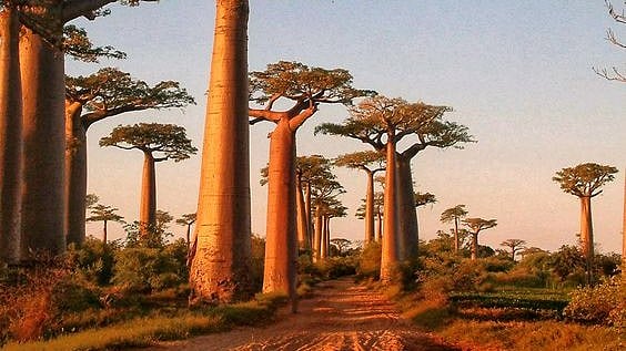 Pinterest : Baobab Trees