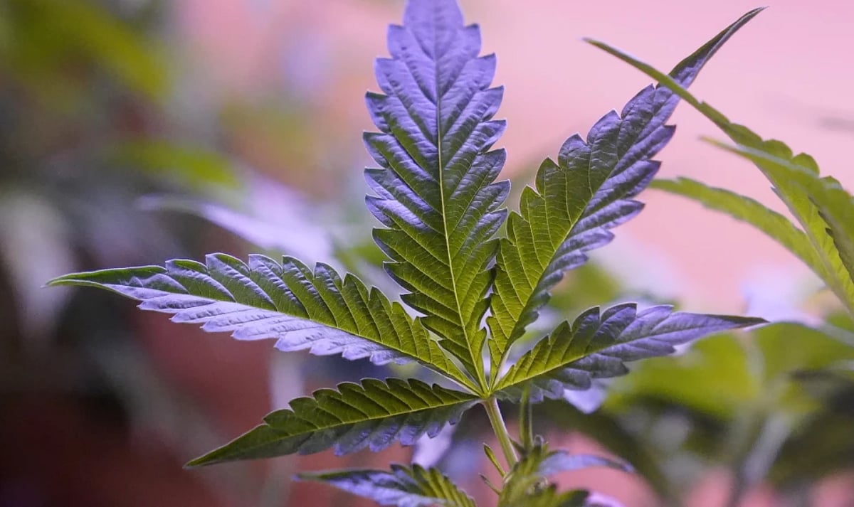 AP : FILE - Marijuana plants are displayed at a shop in San Francisco, Monday, March 20, 2023. Daily and near-daily marijuana use is now more common than similar levels of high-frequency drinking in the U.S., according to an analysis of survey data over four decades, according to research published Wednesday, May 22, 2024, in the journal Addiction. 