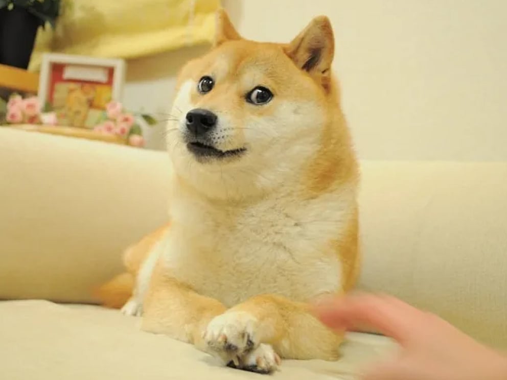 Kabosu, The Shiba Inu 'Doge' Meme Dog - Atsuko Sato