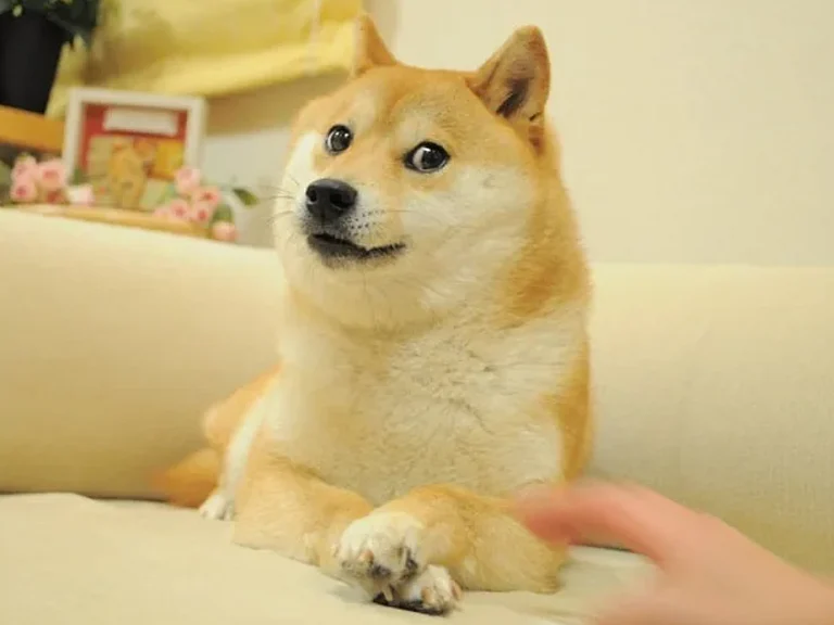 Kabosu, The Shiba Inu 'Doge' Meme Dog - Atsuko Sato