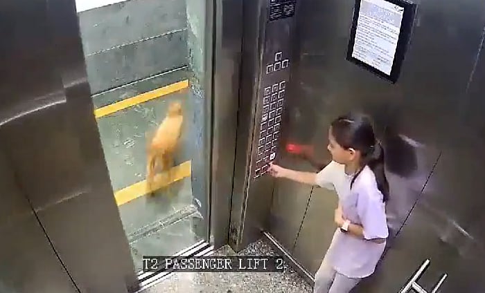 X  : As soon as the door of the lift closes, the girl is seen moving her arm in pain.

