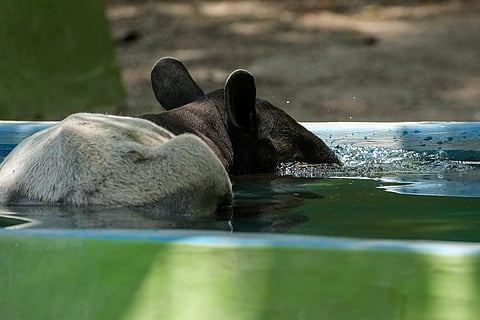Malayan Tapir at Alipore Zoo