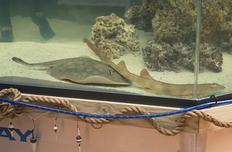 Charlotte Stingray - AP