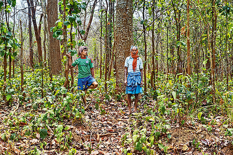 Residents of Kujrum collecting mahua to make and sell local liquor, which is a meagre source of income