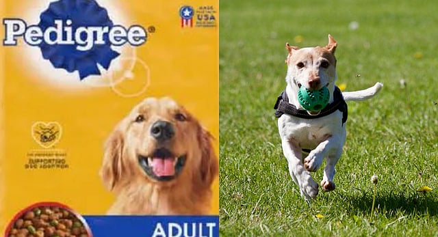 Pedigree Dog Food Recall Affects Four States - Everything You Need To Know If You're A Pet Owner