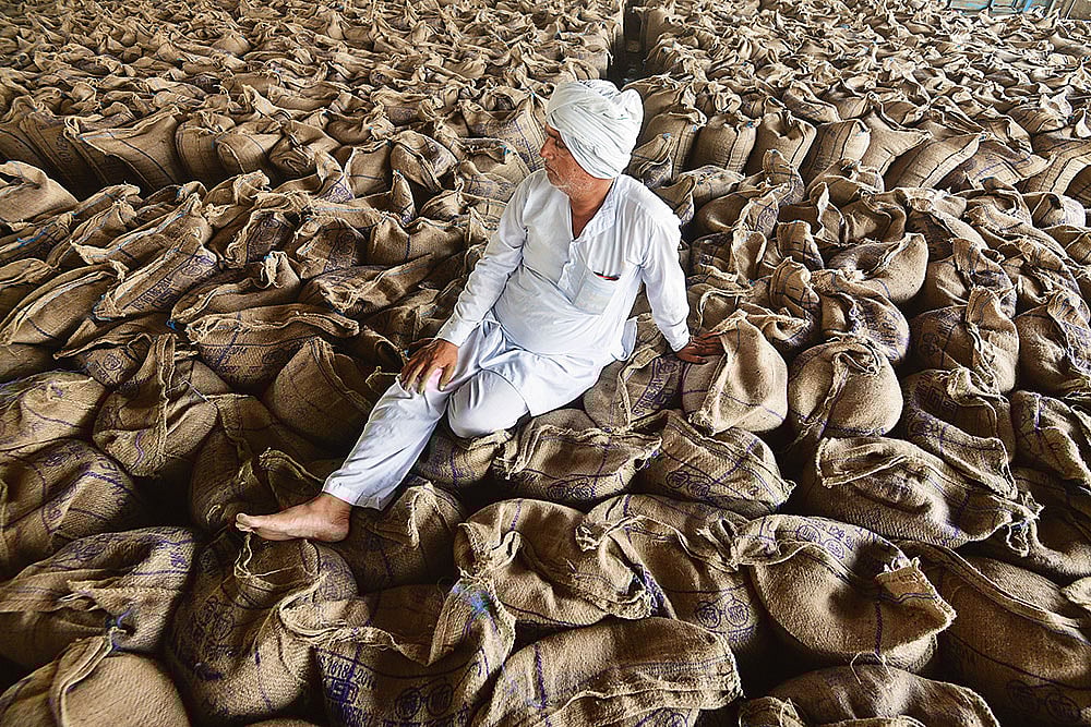 Farm Distress: A farmer in Hisar waits for a buyer for his mustard crop - Photo: Tribhuvan Tiwari