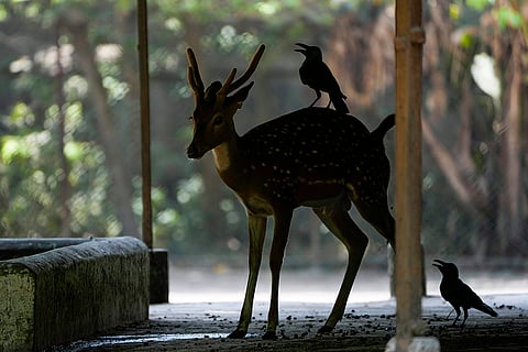 Spotted deer at Alipore Zoological Garden