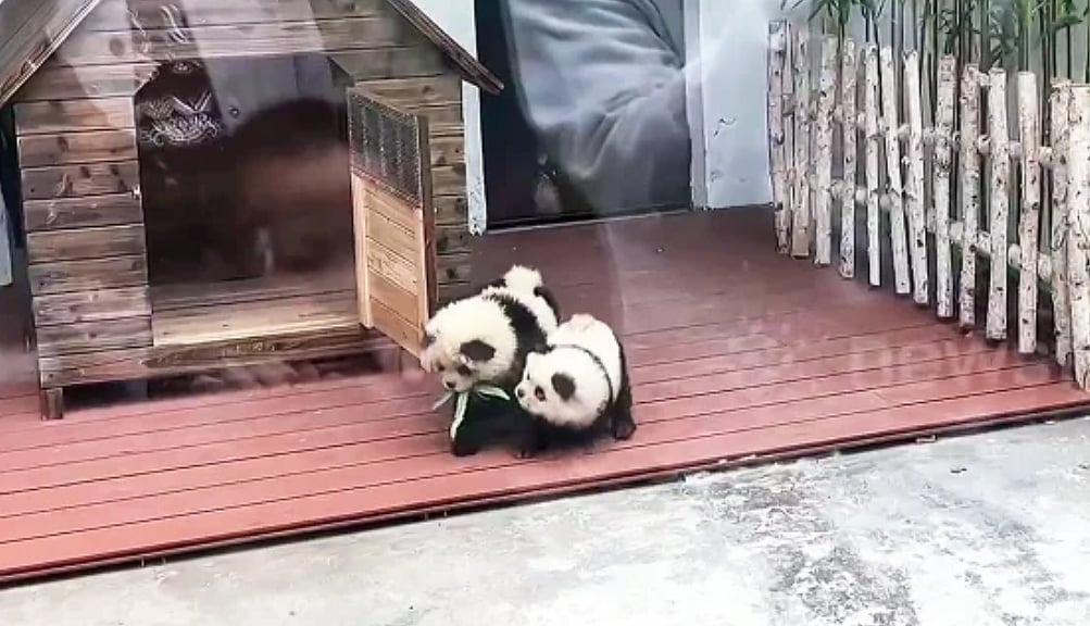 'Panda Dogs': Chow Chows Dyed To Look Like Baby Pandas - Newsflare