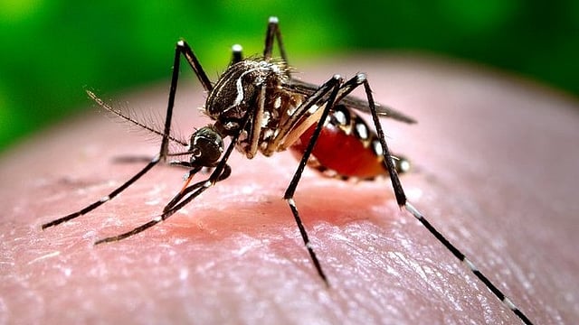 Kerala West Nile Fever: 3 Districts On High Alert | What All Do We Know So Far