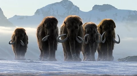 A still from ‘Life on Our Planet’