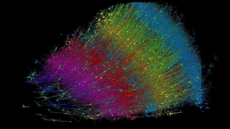 Six layers of excitatory neurons color-coded by depth. - The Harvard Gazette