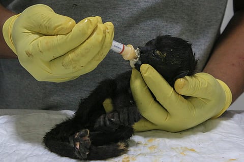 A veterinarian feeds a young howler monkey rescued amid extremely high temperatures in Tecolutilla.