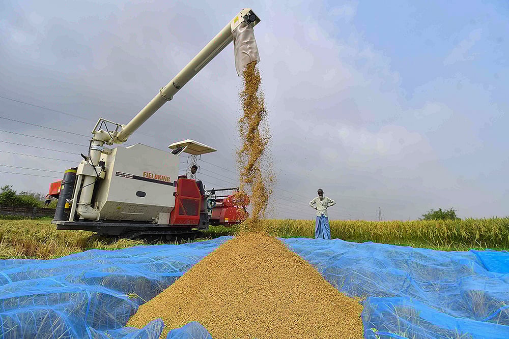 | Photo: PTI : Rice harvesting