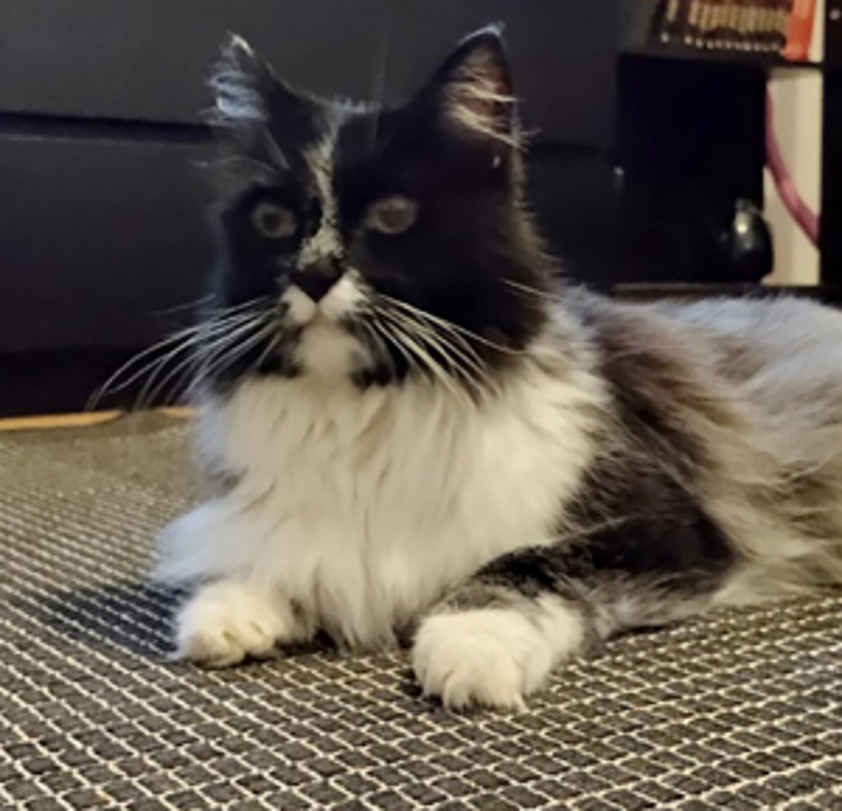 Meet The Salmiak Cat New Cat Breed With Tuxedo Charm And Salt & Pepper