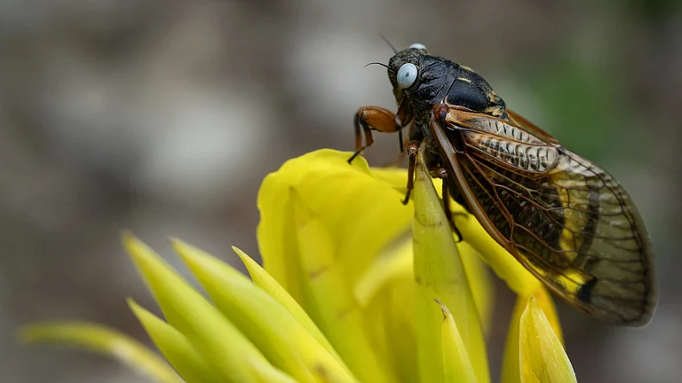 Blue-eyed Cicada - AP