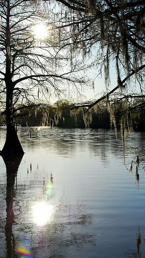 Bayou Country