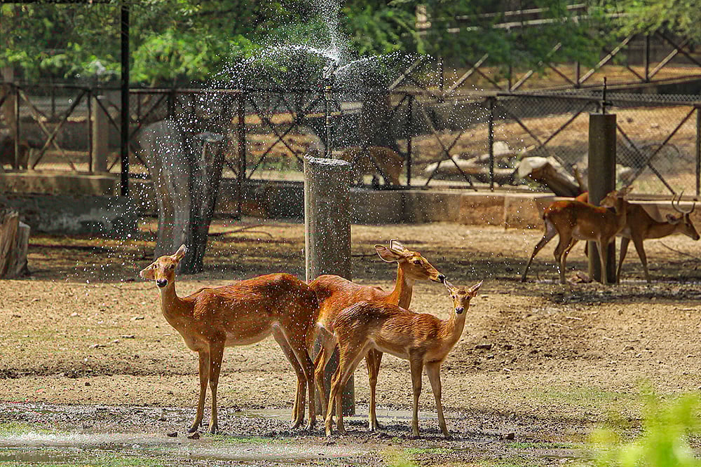 | Photo: PTI : Weather: Animals at Delhi Zoo