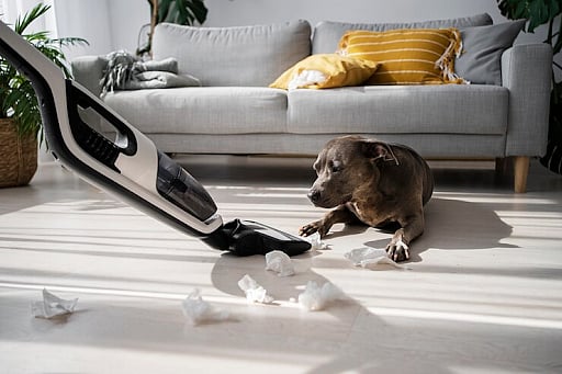 10 Best Vacuums For Pet Hair - Experts Approved 
