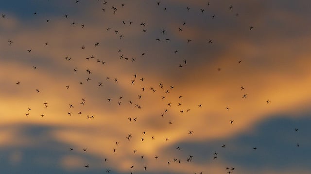 Mosquito Surge Hits Texas, Officials Cite Climate Change