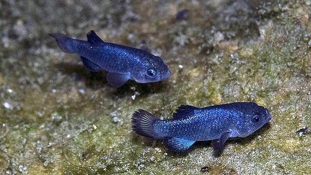 Rare Fish Population Is Coming Back To Life In Death Valley