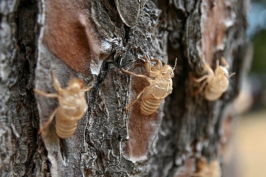 The Cicadas Have Arrived In Illinois: Key Facts And FAQs
