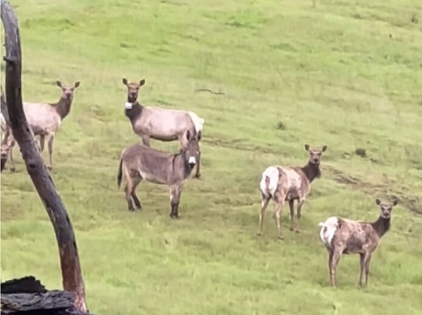 @maxfennell/ Instagram : Diesel the Donkey with an Elk Herd