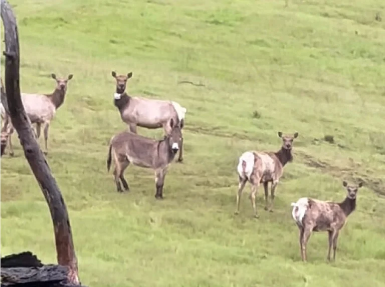 Diesel the Donkey with an Elk Herd - @maxfennell/ Instagram