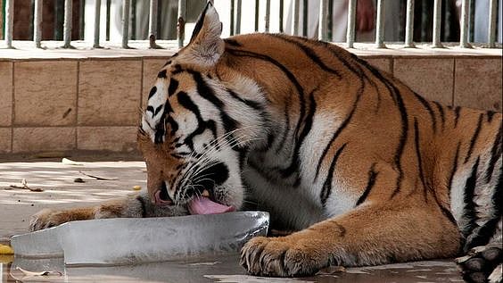 A tiger licking ice block to stay cool. - Pinterest