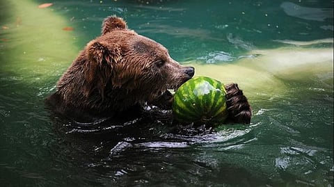 A bear playing in water.