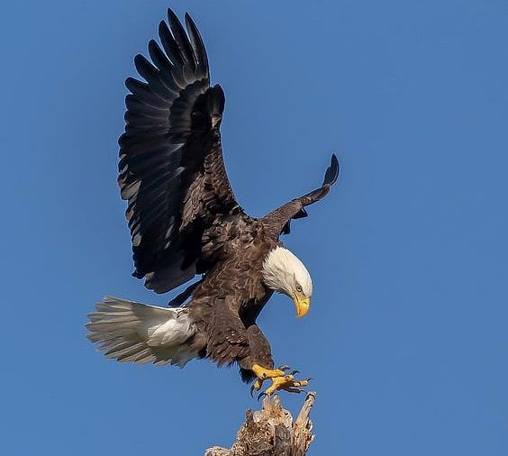 Pinterest : Bald eagle