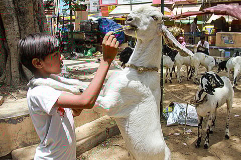 Eid-al-Adha' festival preps