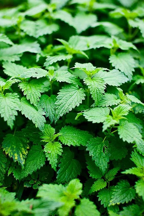 Stinging nettles