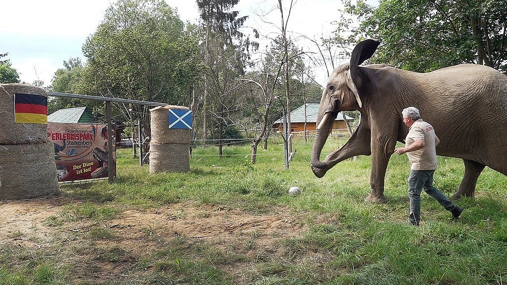 AP : Elephant Bubi kicks the ball towards the goal in Starkenberg, Germany, Thursday, June 13, 2024. As an 'elephant oracle' the elephant predicts the outcome of the opening game of the European Championship, according to her, Germany will win. The animal from the Starkenberg elephant reserve shoots the ball into the German goal.