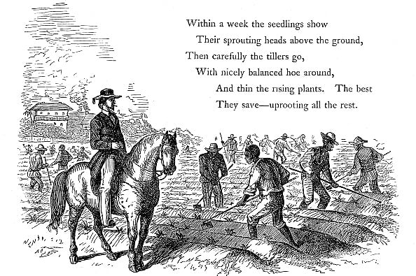 Getty Images : Negro labourers weeding cotton under the eyes of a mounted white overseer. Southern states of USA, 1860. Wood engraving. 