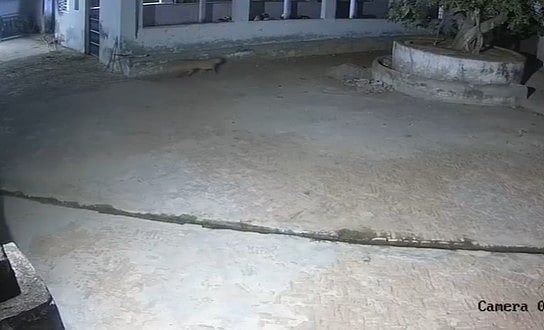 ANI : Leopards caught on camera at Tikri village of Haryana's Gurugram