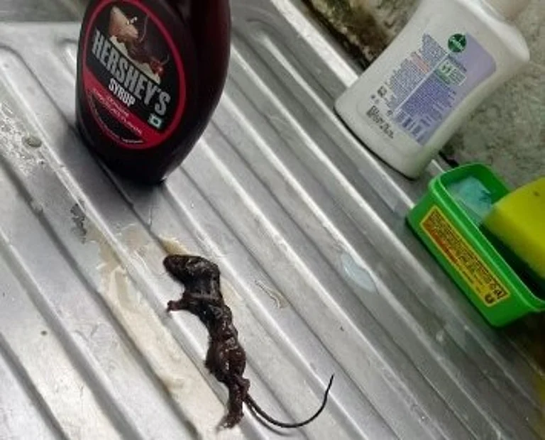 dead mouse inside Hershey's chocolate syrup - Instagram/PramiSridhar