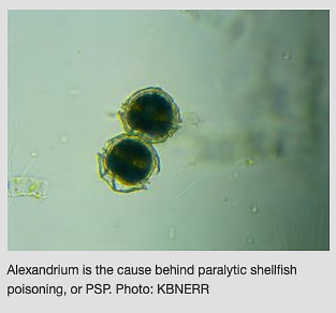 Alexandrium