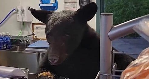 The incident, captured on video, showed the bear eating food.