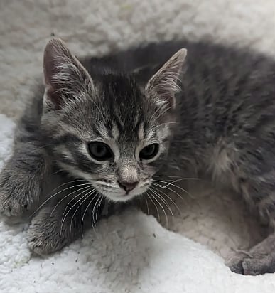 Representational Image  : Kolkata Police Files Case After Man Throws Kitten To Death From High-Rise|